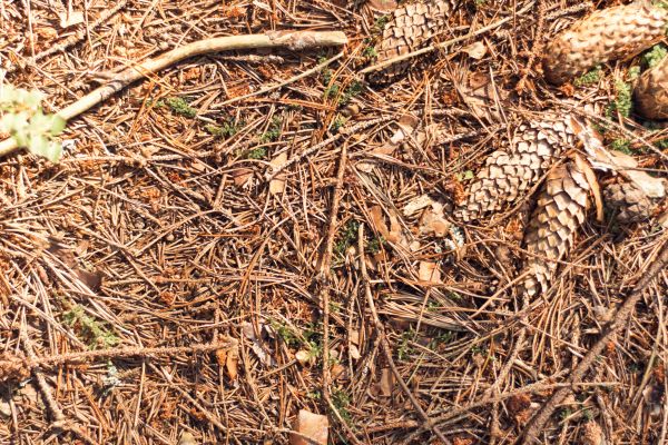 Pine Needles Removal in Winter Haven