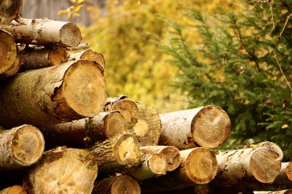 Wood Pile Removal in Winter Haven