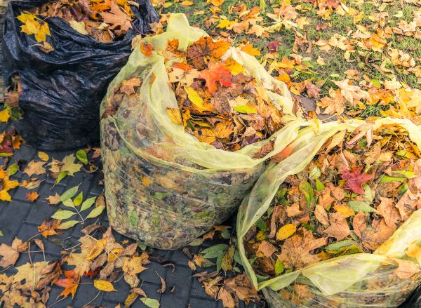 Yard Cleanup Service in Winter Haven