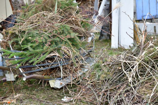Yard Debris Removal in Winter Haven