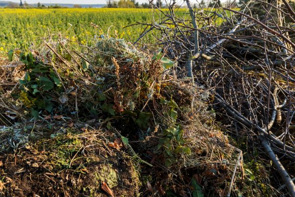 Brush Disposal in Winter Haven