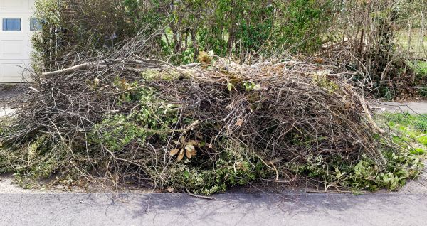 Tree Limb Cleanup in Winter Haven