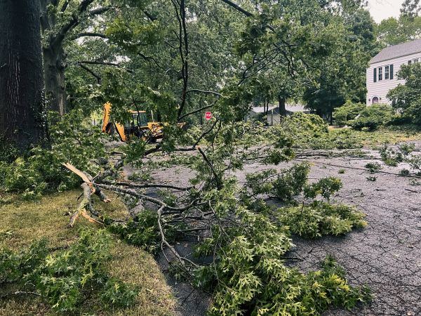 Tree Branch Disposal in Winter Haven