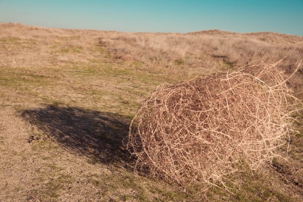 Tumbleweed Removal in Winter Haven