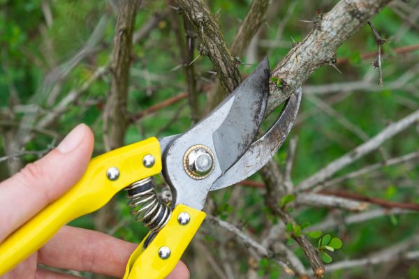 Limbs Removal in Winter Haven