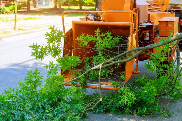 Tree Branches Removal in Winter Haven