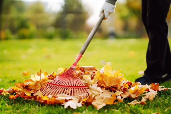 Ditch Leaf Removal in Winter Haven