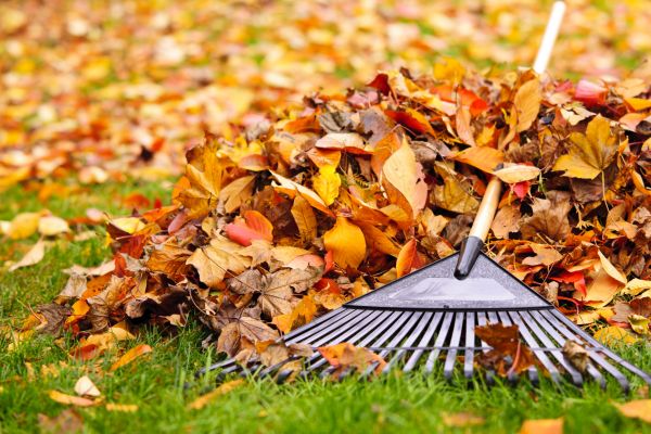 Yard Leaf Removal in Winter Haven