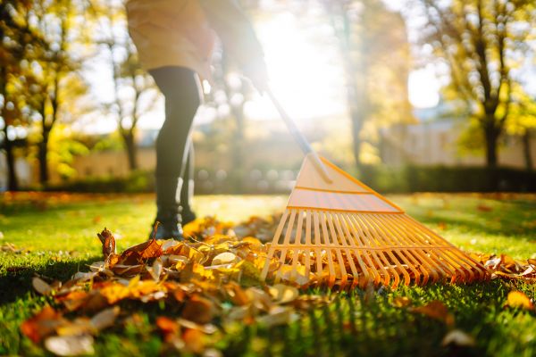 Leaves Raking in Winter Haven