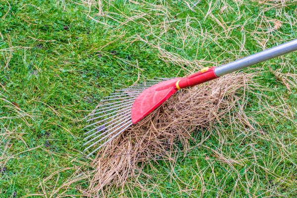 Yard Raking in Winter Haven