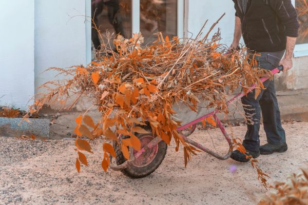 Cost of Lawn Debris Cleanup in Winter Haven