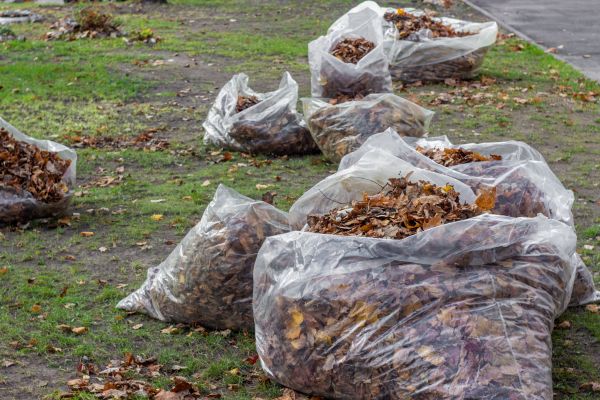 Leaf Pile Disposal in Winter Haven