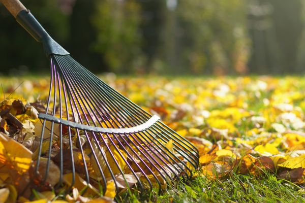 Leaf Removal in Winter Haven