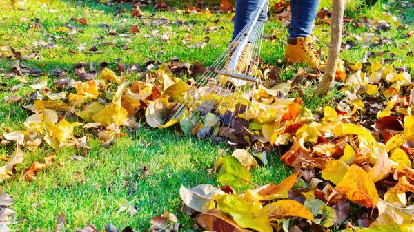 Lawn Cleanup Service in Winter Haven