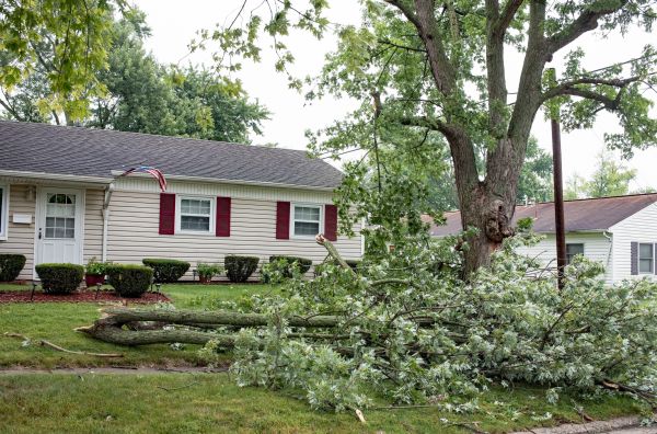 Fallen Branch Removal in Winter Haven