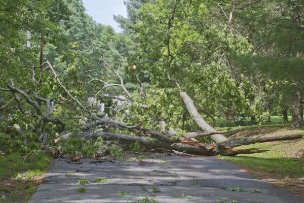 Tree Debris Removal in Winter Haven